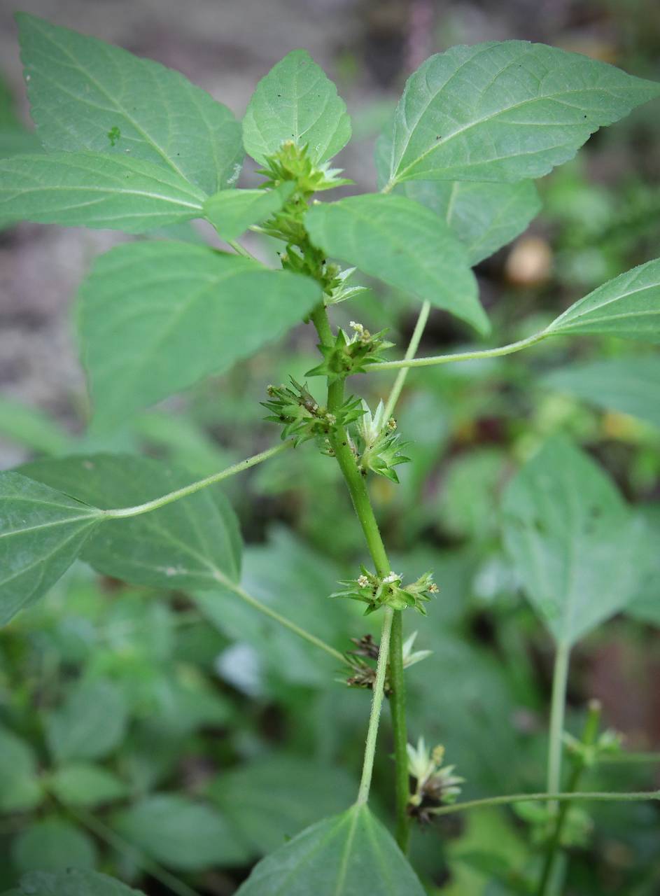 Photo of Three-Seeded Mercury