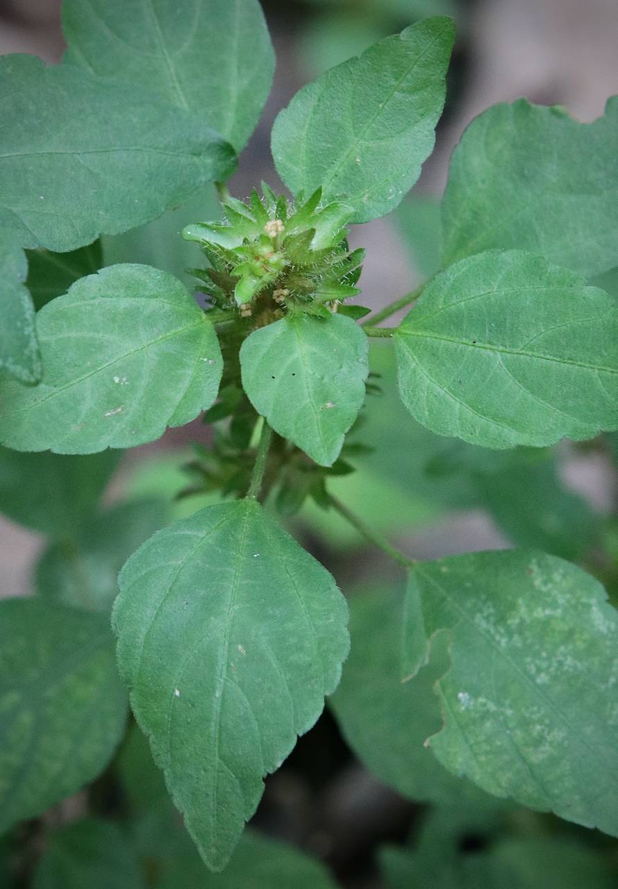Photo of Three-Seeded Mercury