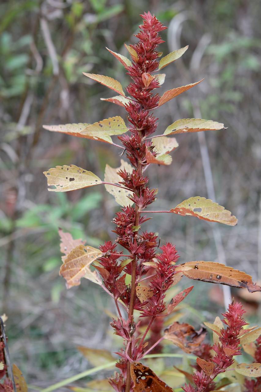 Photo of Three-Seeded Mercury