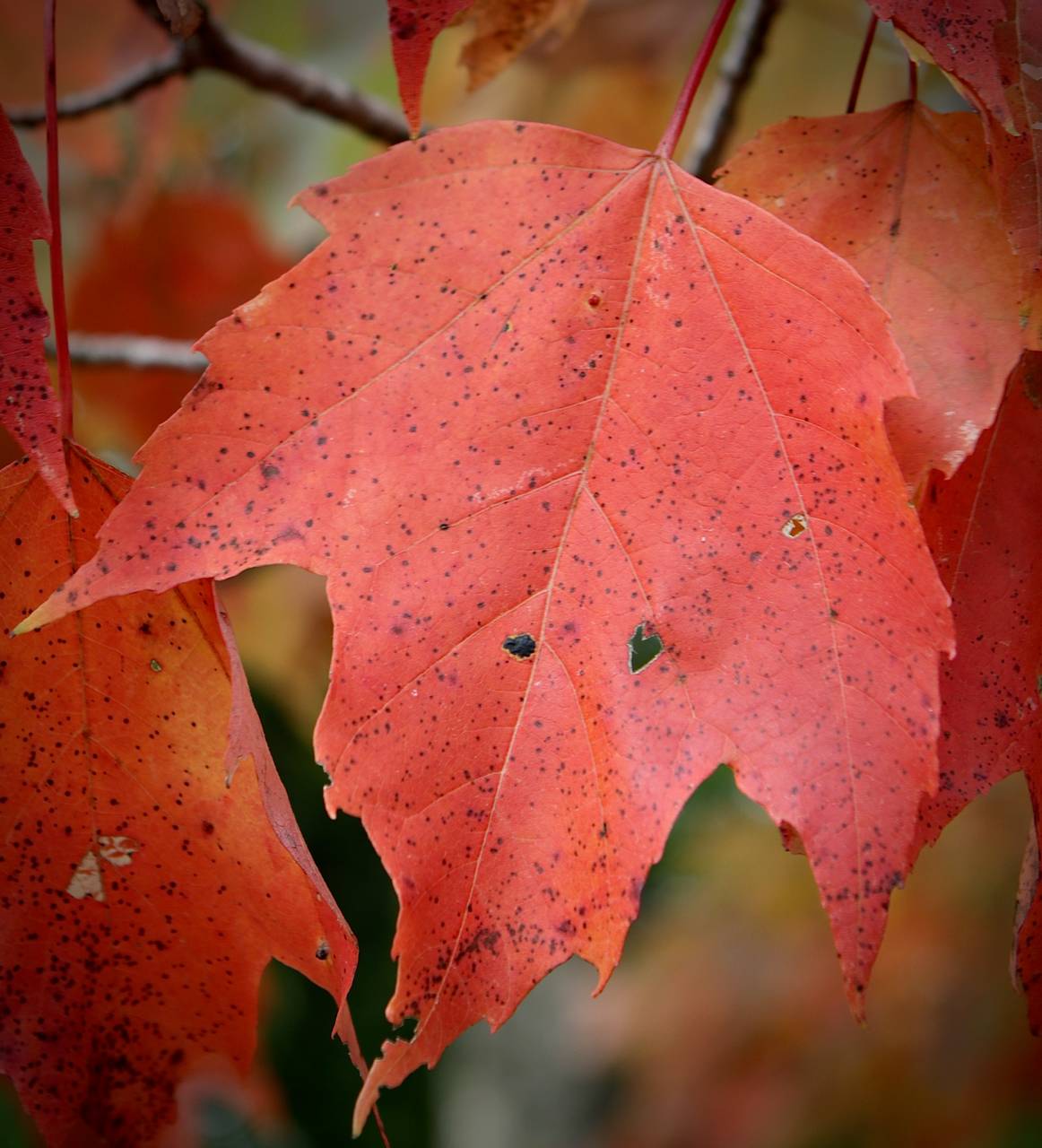 Photo of Red Maple
