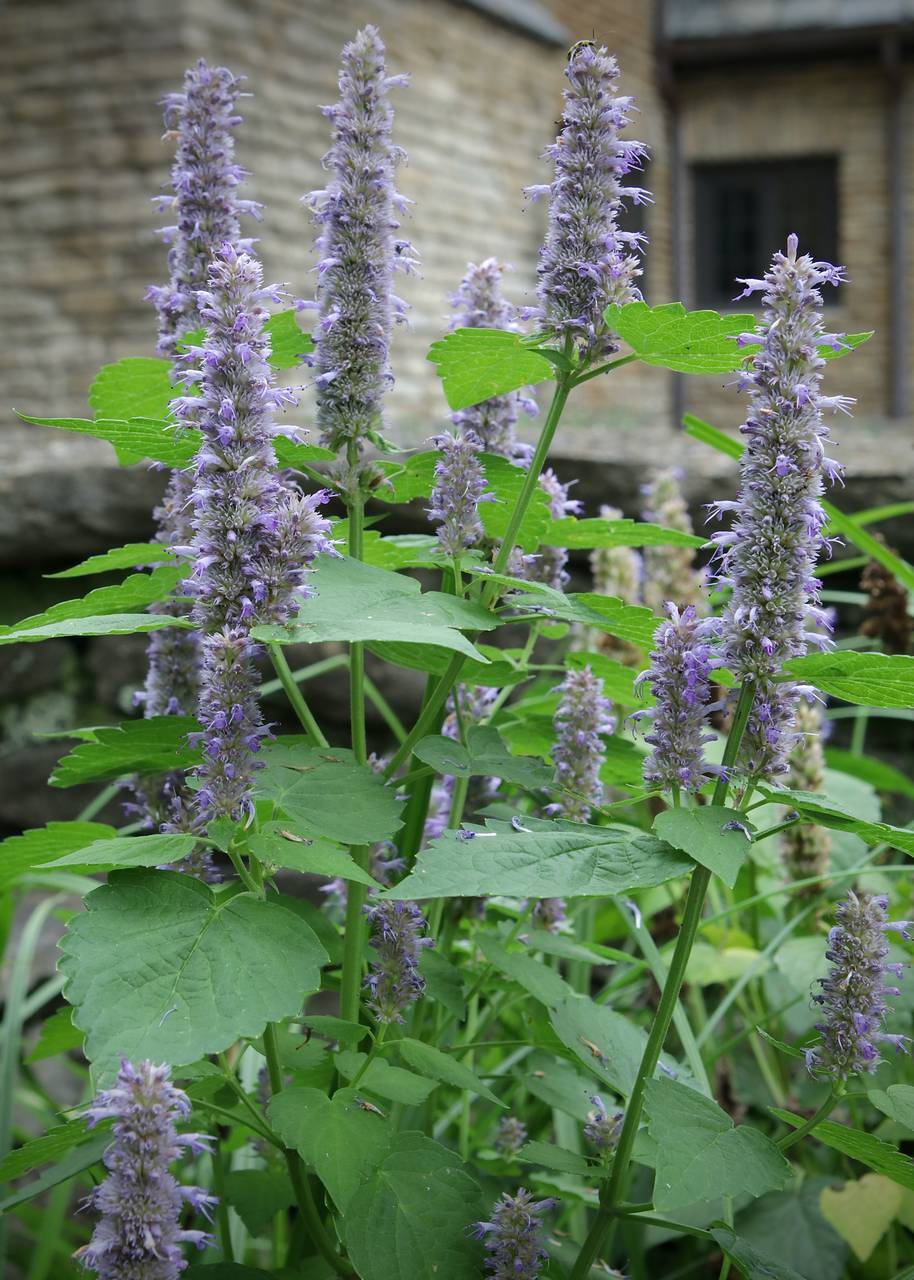 Photo of Lavender Hyssop