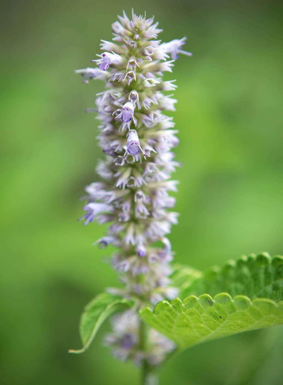 Photo of Lavender Hyssop