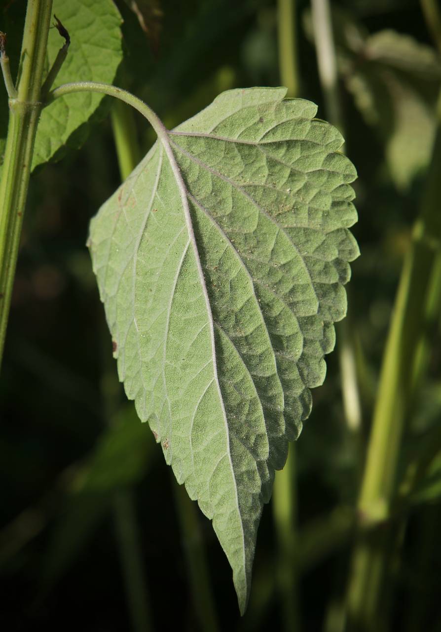 Photo of Lavender Hyssop