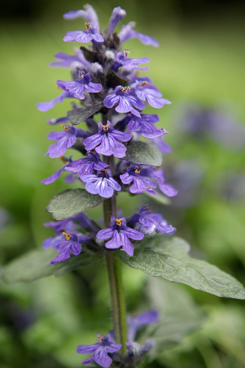 Photo of Carpet Bugle