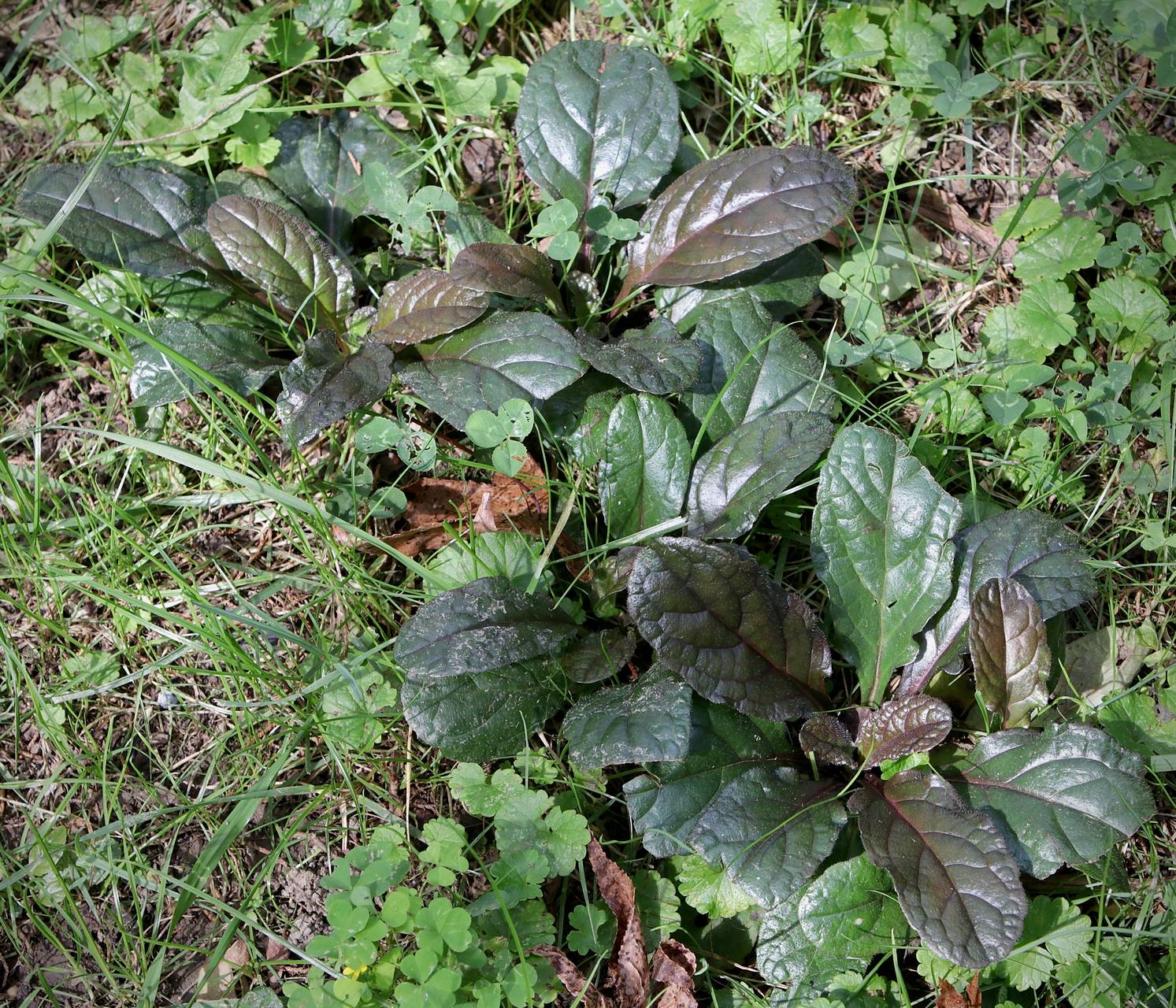 Photo of Carpet Bugle