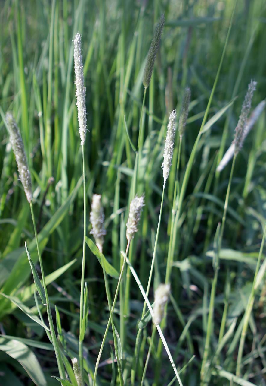 Photo of Meadow Foxtail