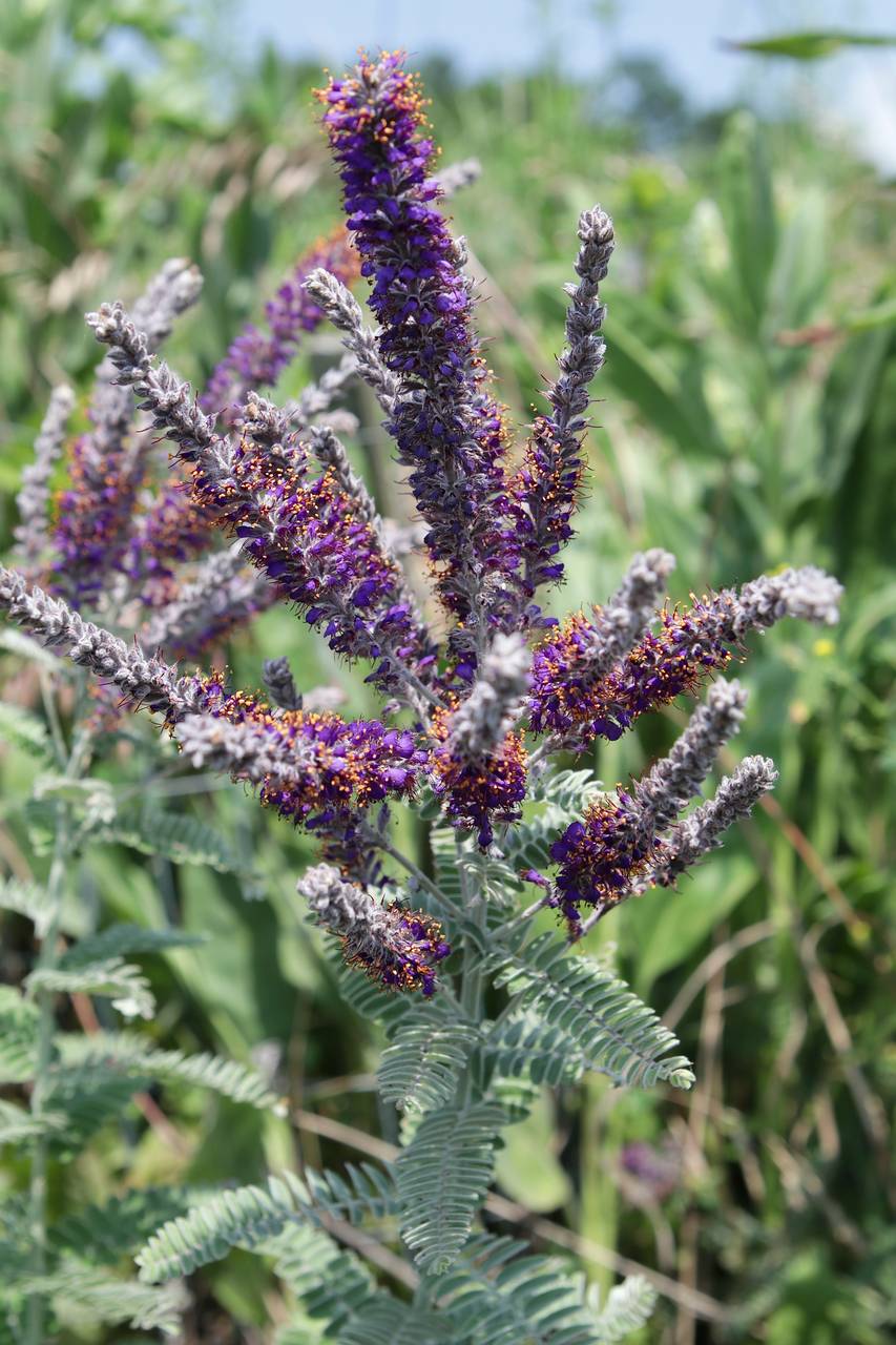 Photo of Lead Plant