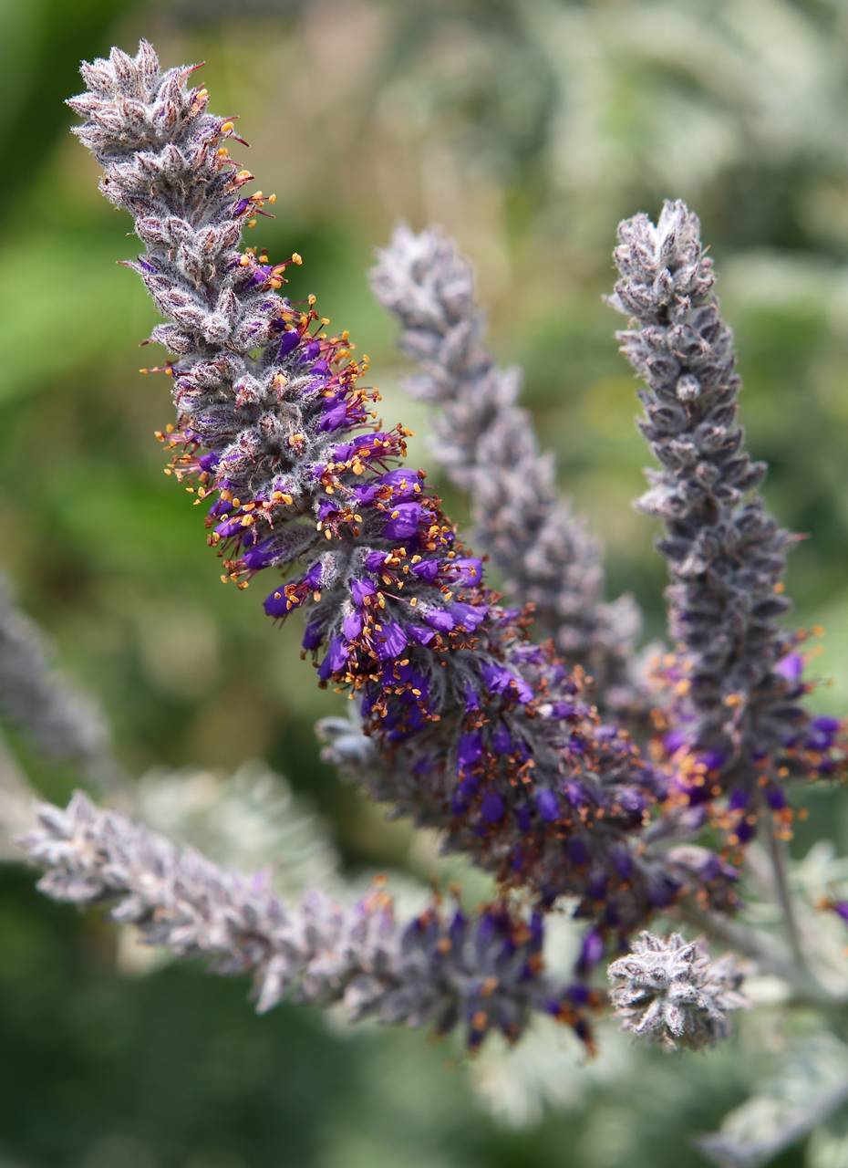 Photo of Lead Plant