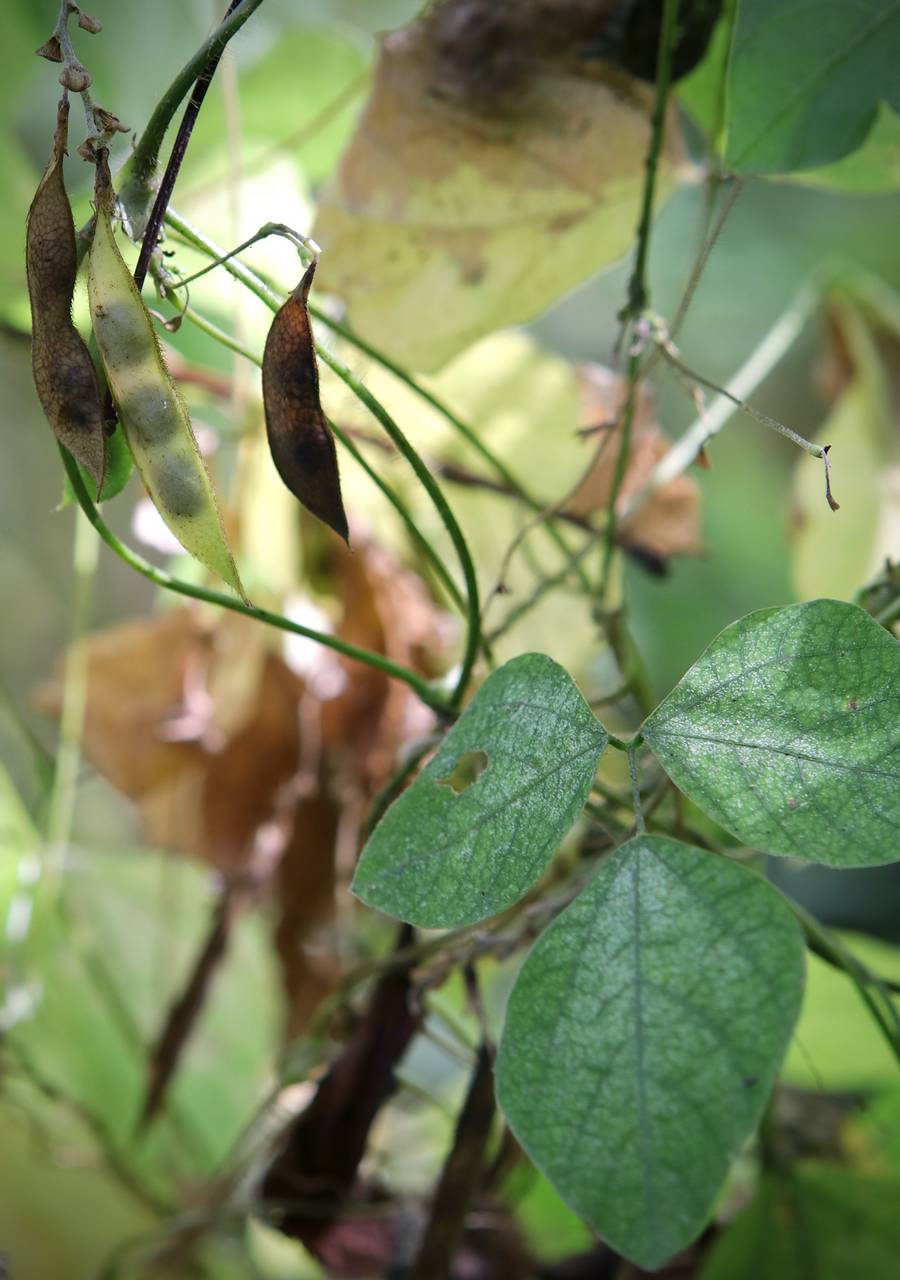 Photo of Hog Peanut