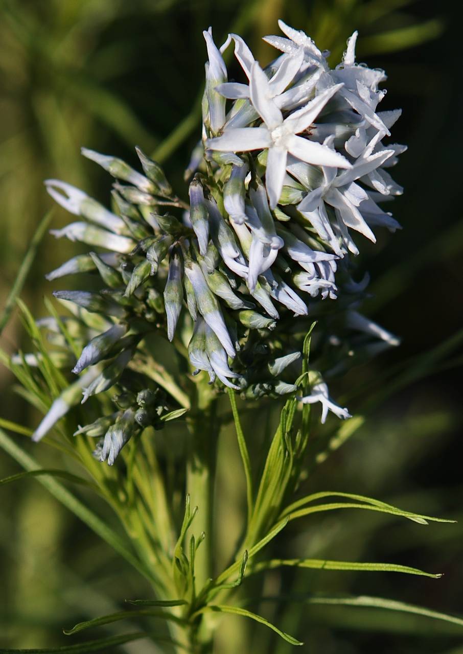 Photo of Threadleaf Bluestar