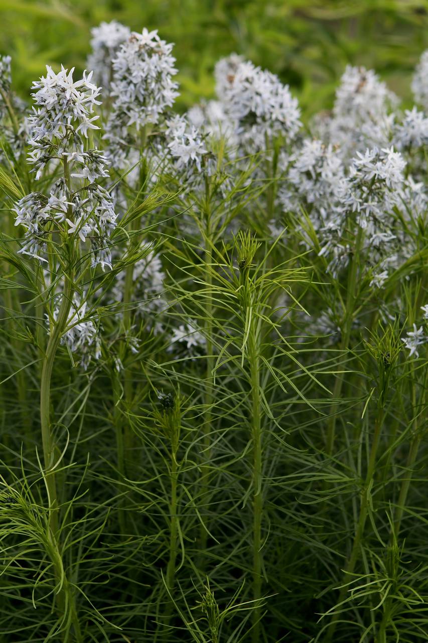 Photo of Threadleaf Bluestar