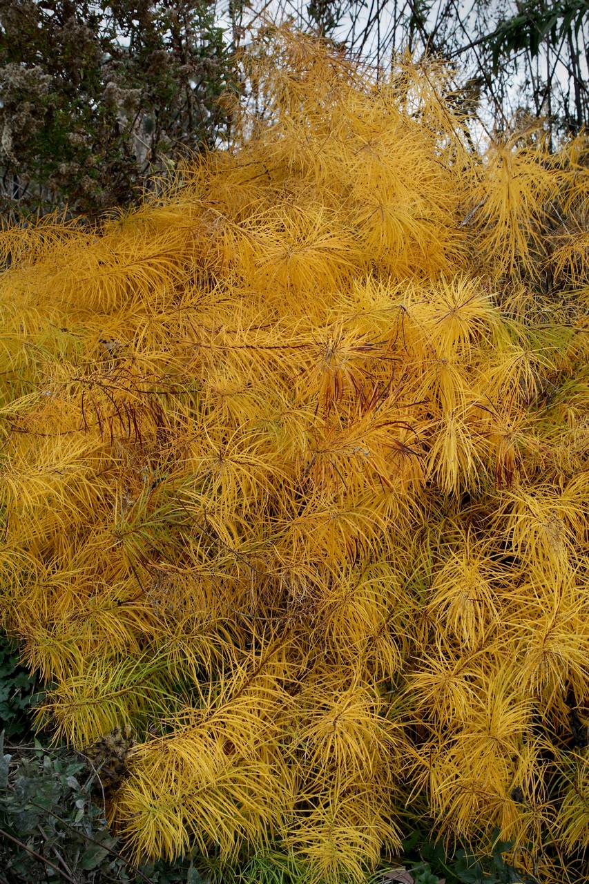 Photo of Threadleaf Bluestar