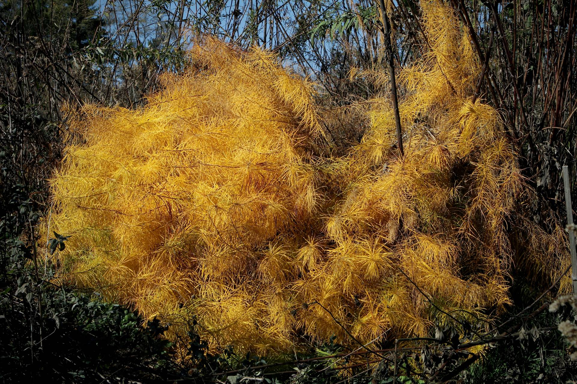 Photo of Threadleaf Bluestar