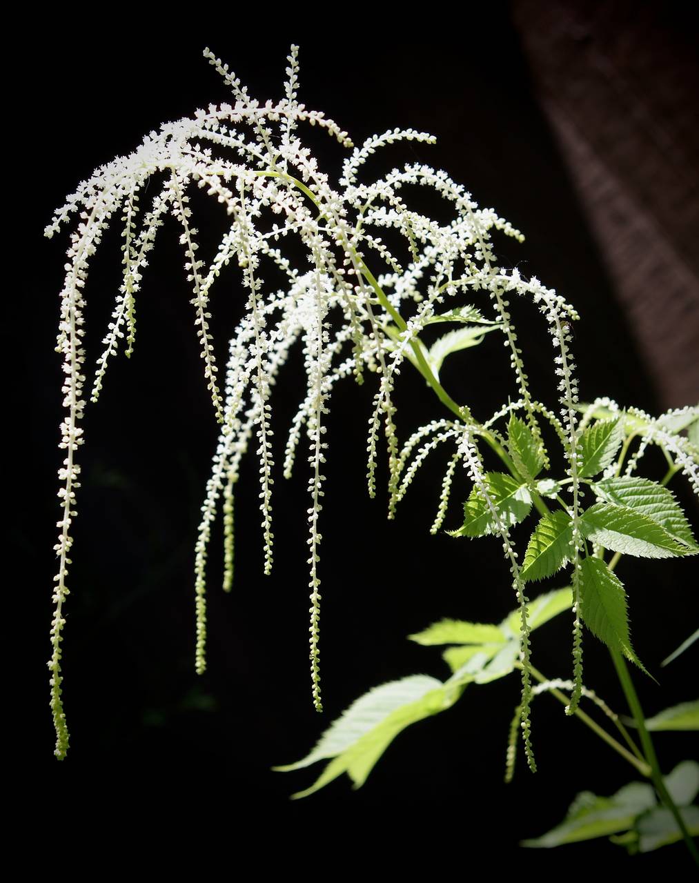 Photo of Goatsbeard