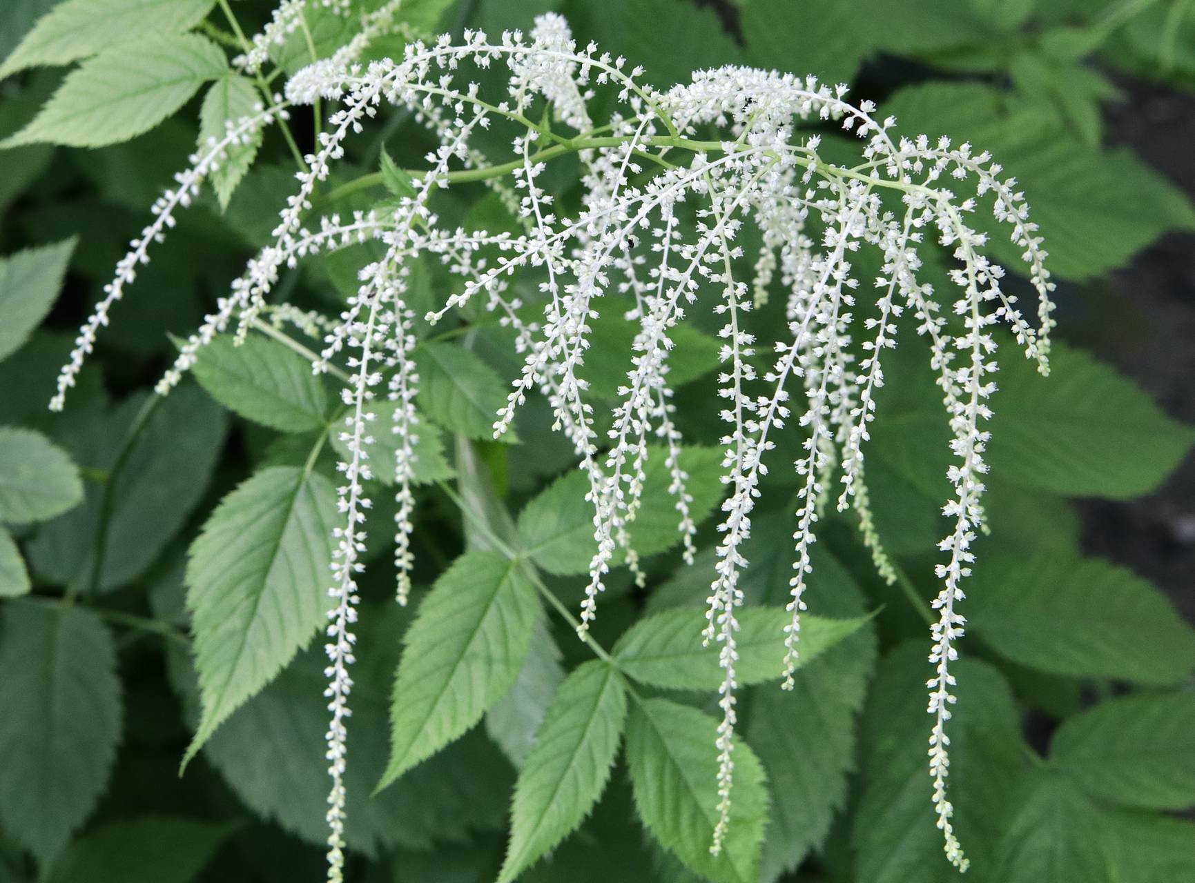 Photo of Goatsbeard