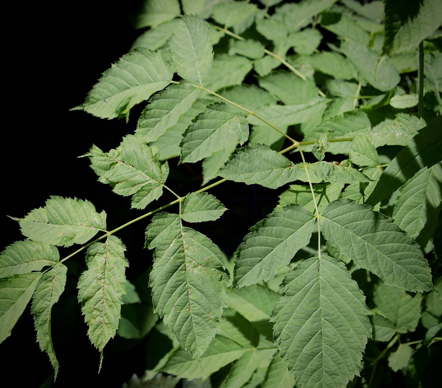 Photo of Goatsbeard