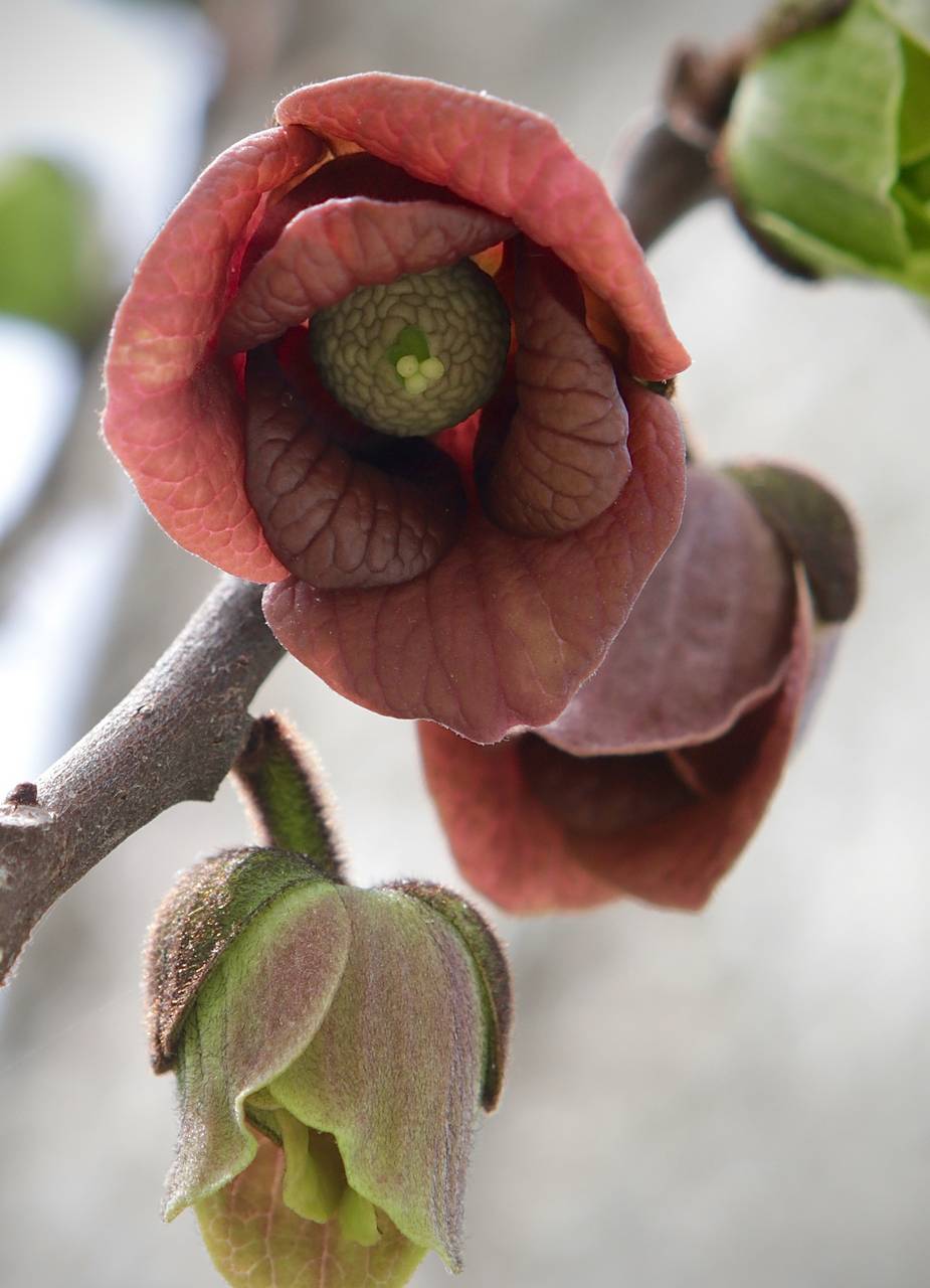 Photo of Pawpaw