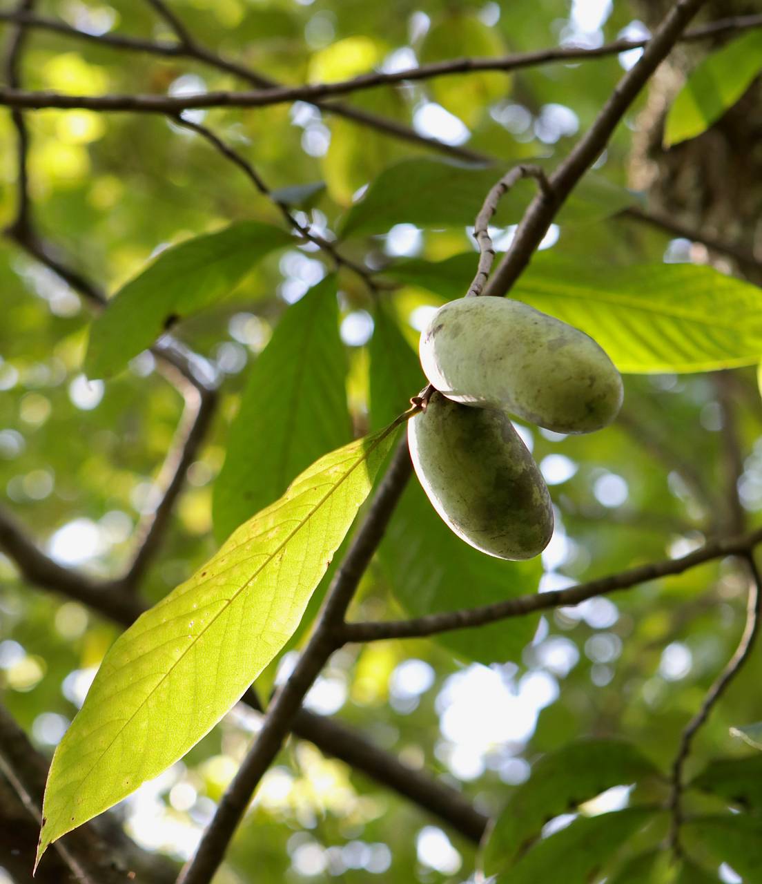 Photo of Pawpaw