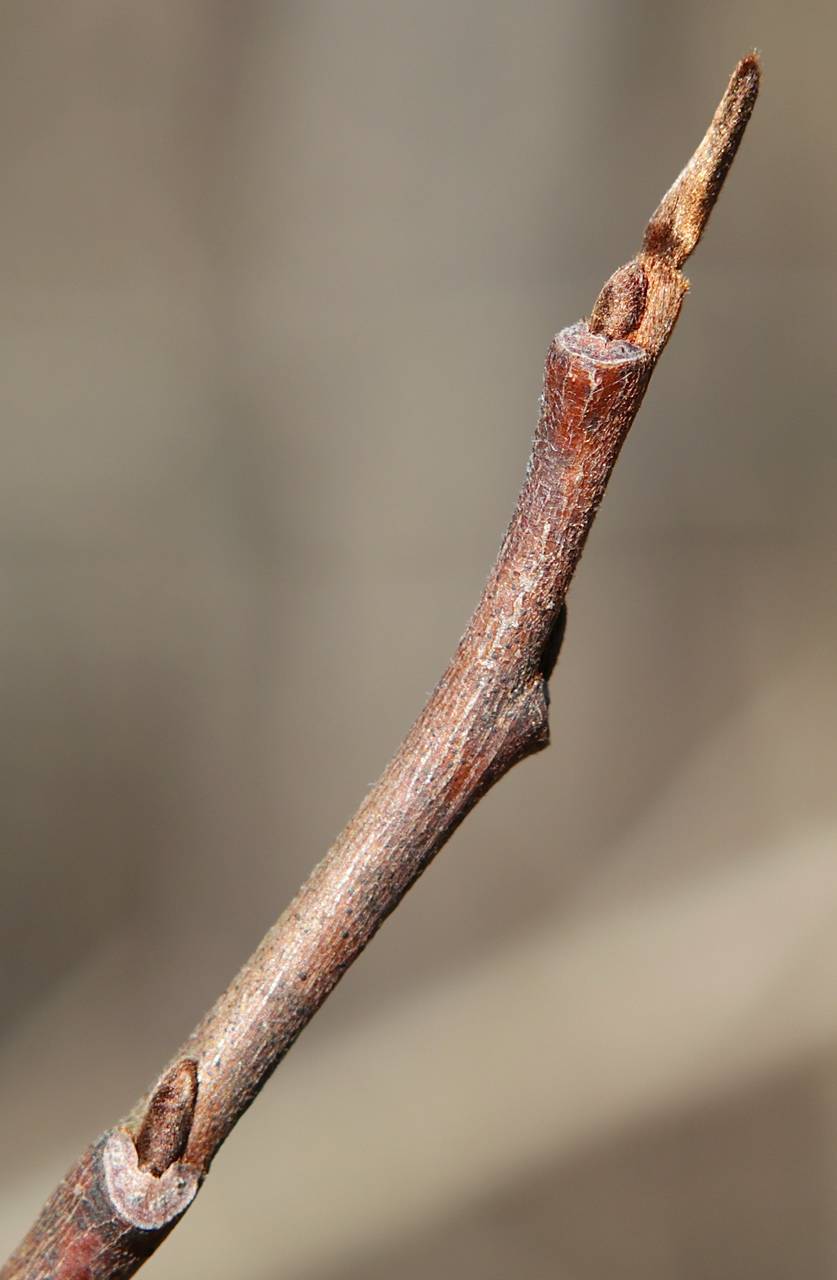 Photo of Pawpaw