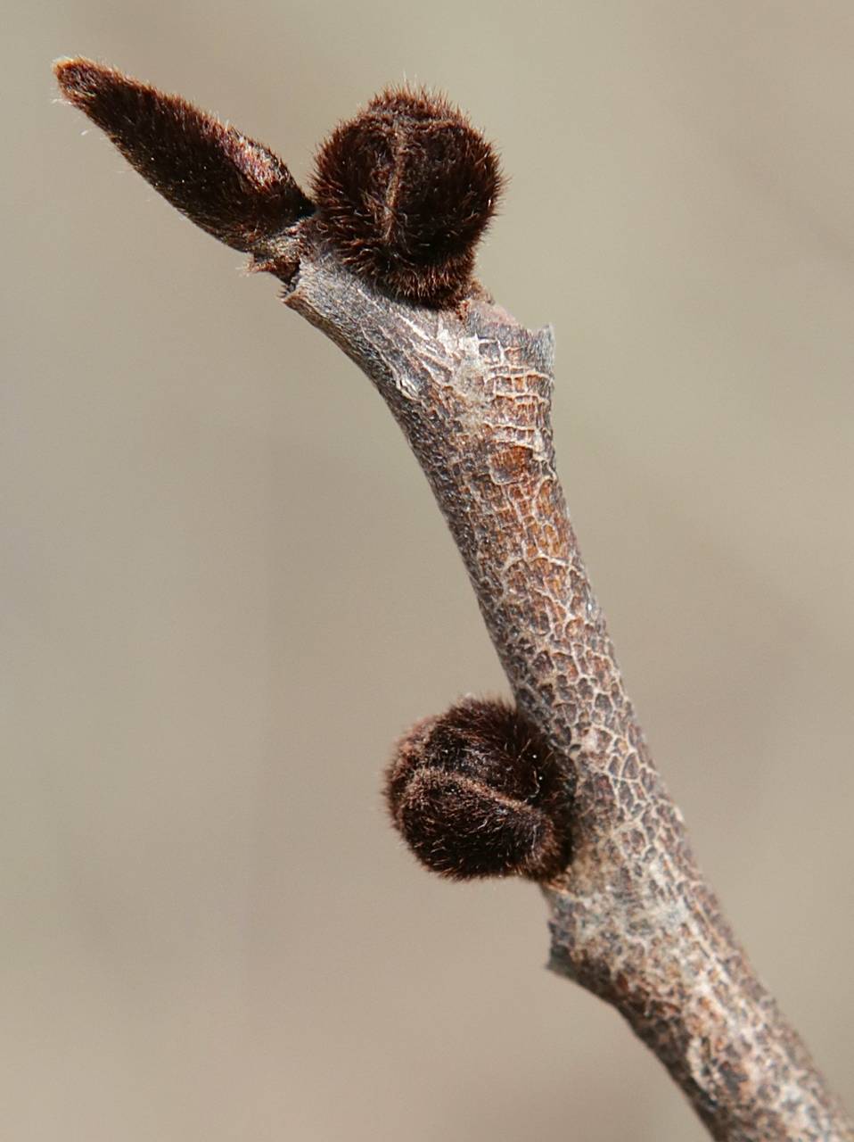 Photo of Pawpaw