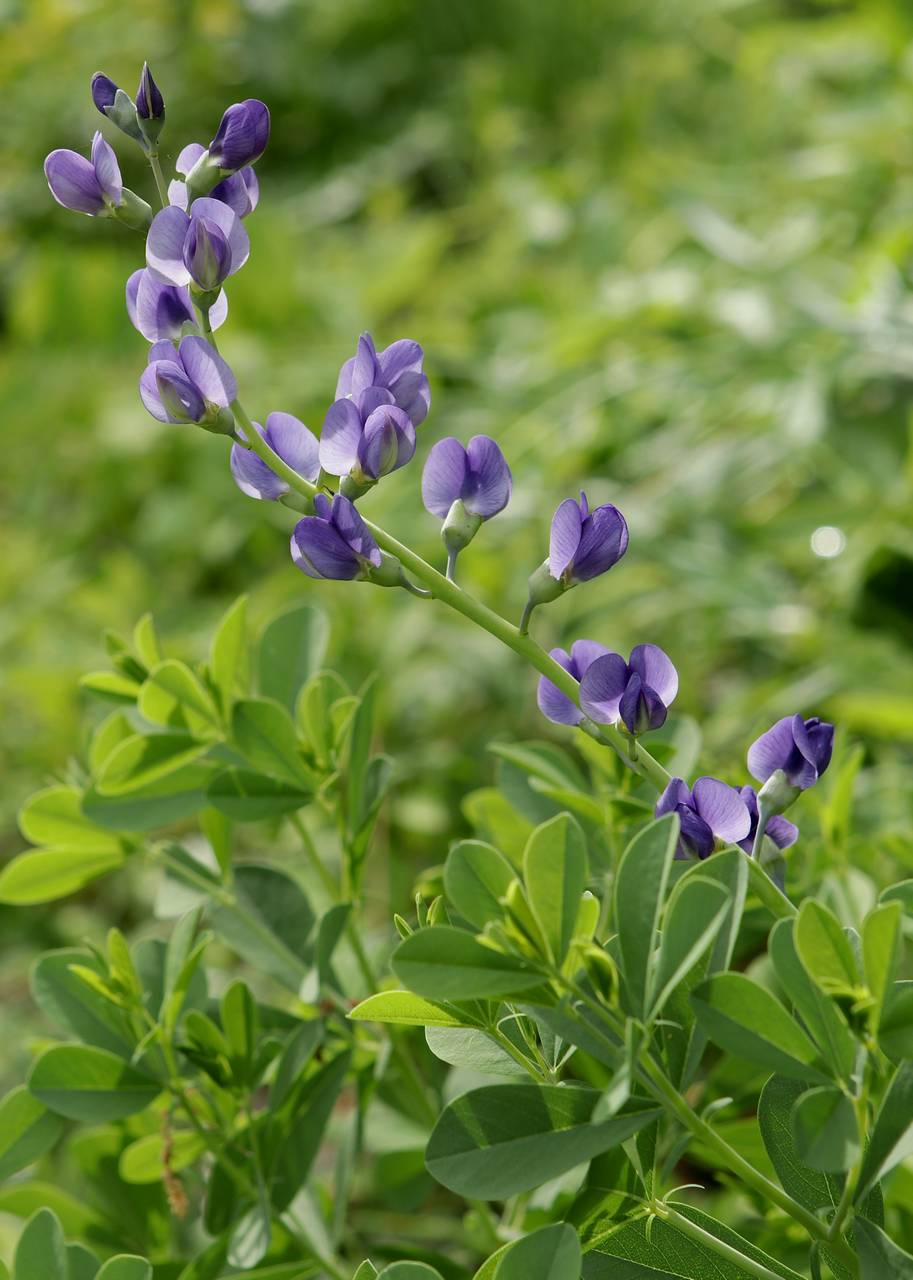 Photo of Blue False Indigo