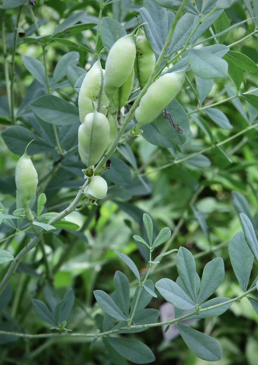 Photo of Blue False Indigo
