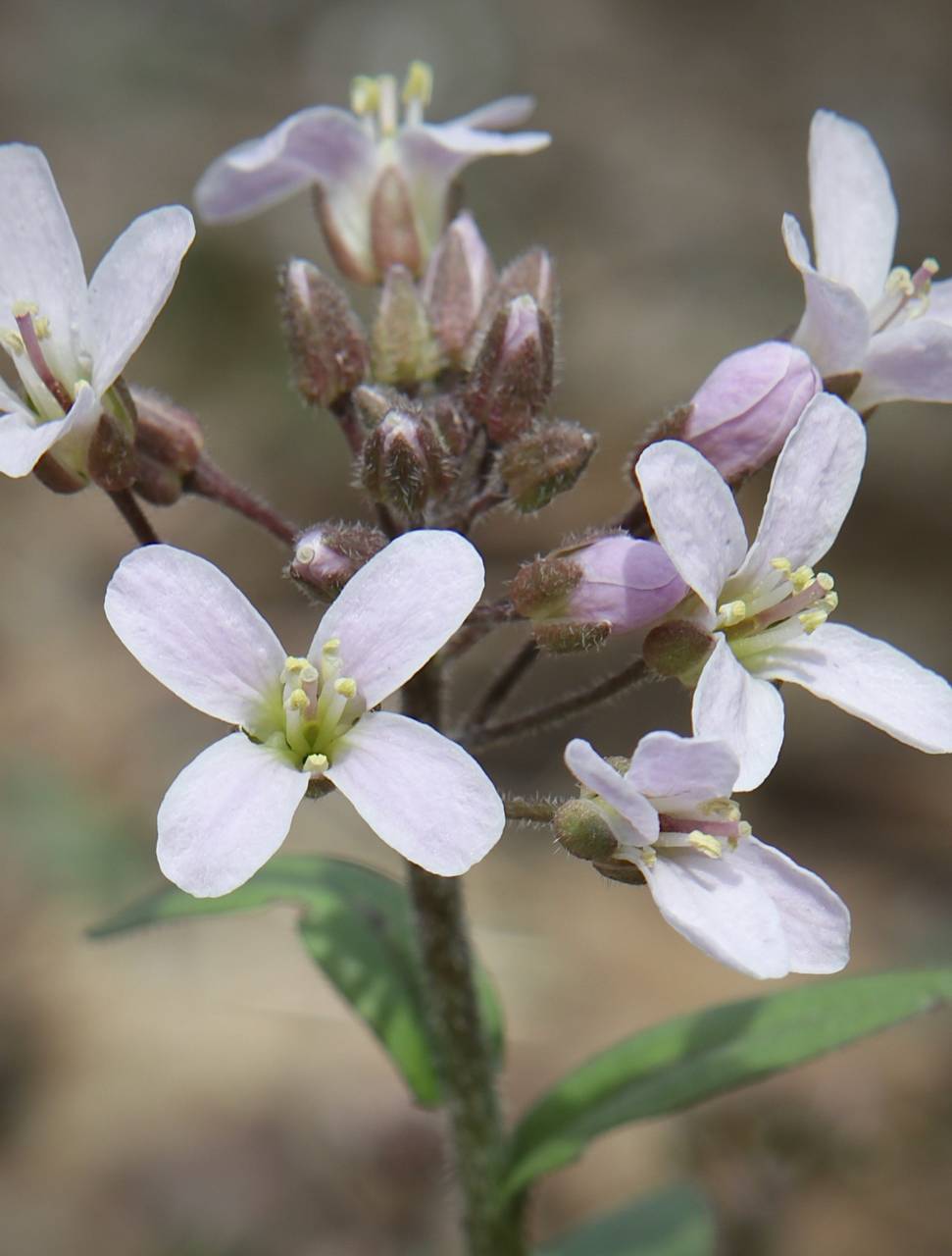 Photo of Purple Cress