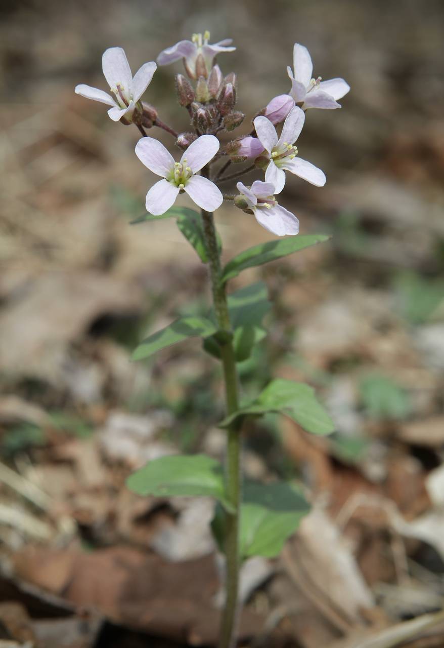 Photo of Purple Cress