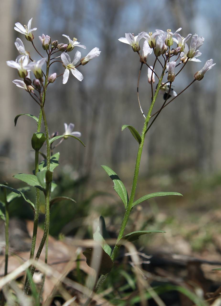 Photo of Purple Cress