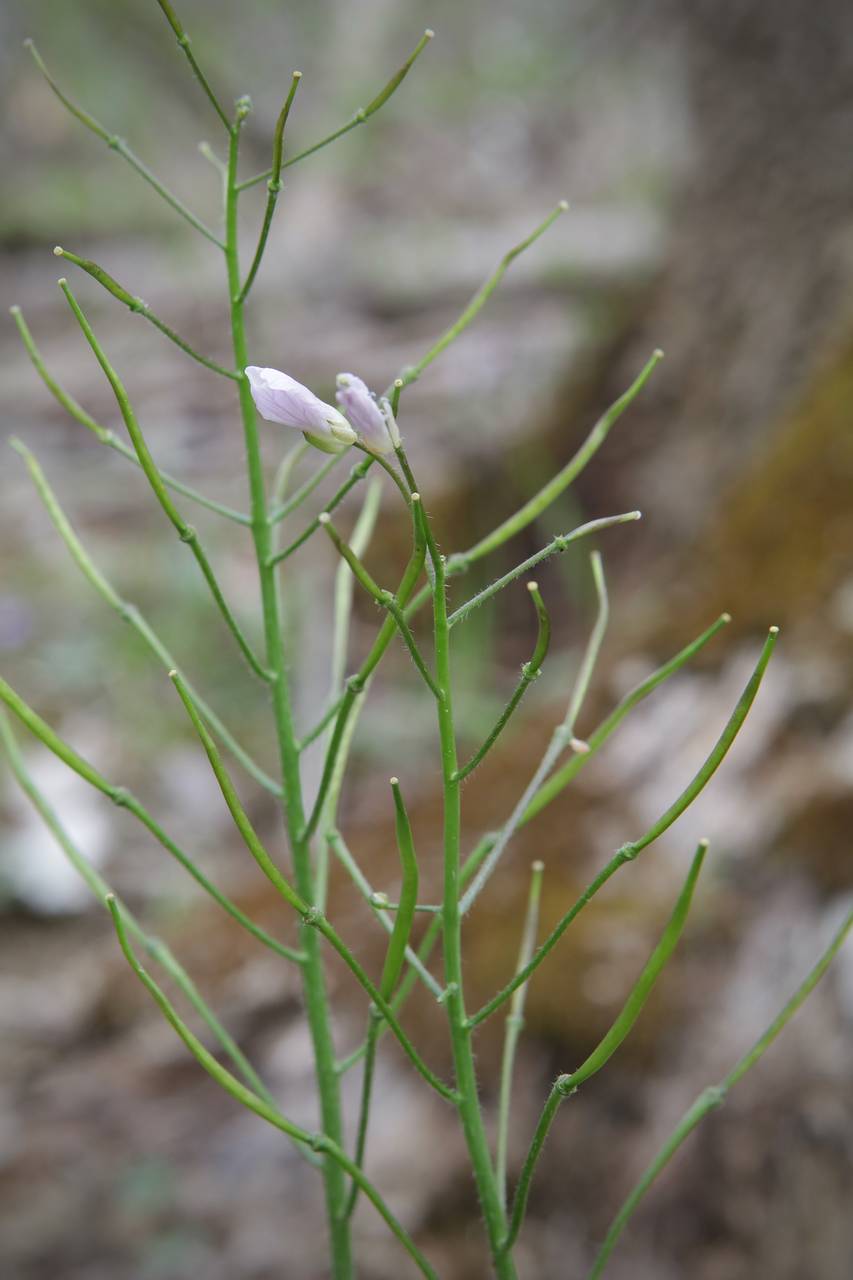 Photo of Purple Cress