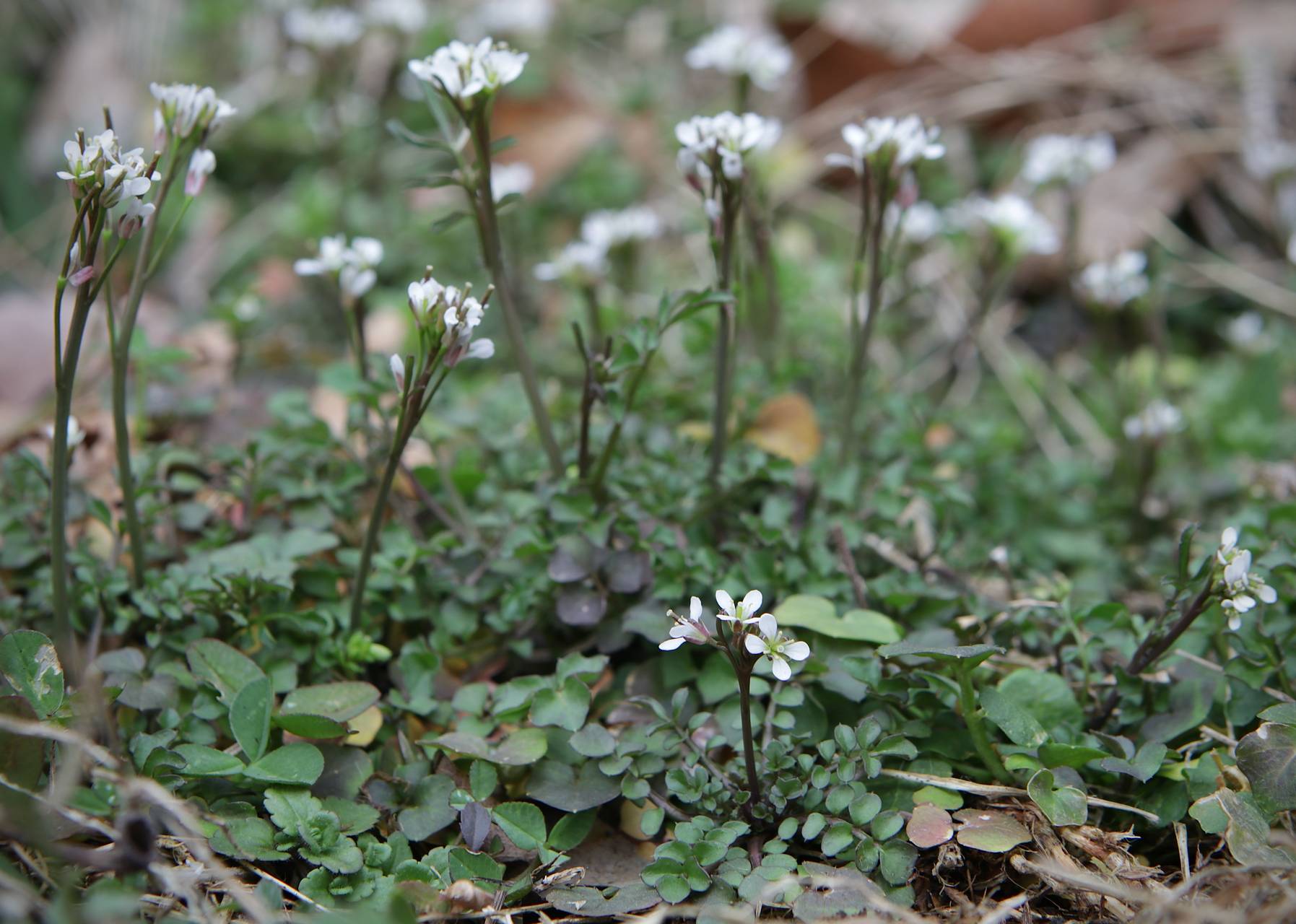 Photo of Hairy Bittercress