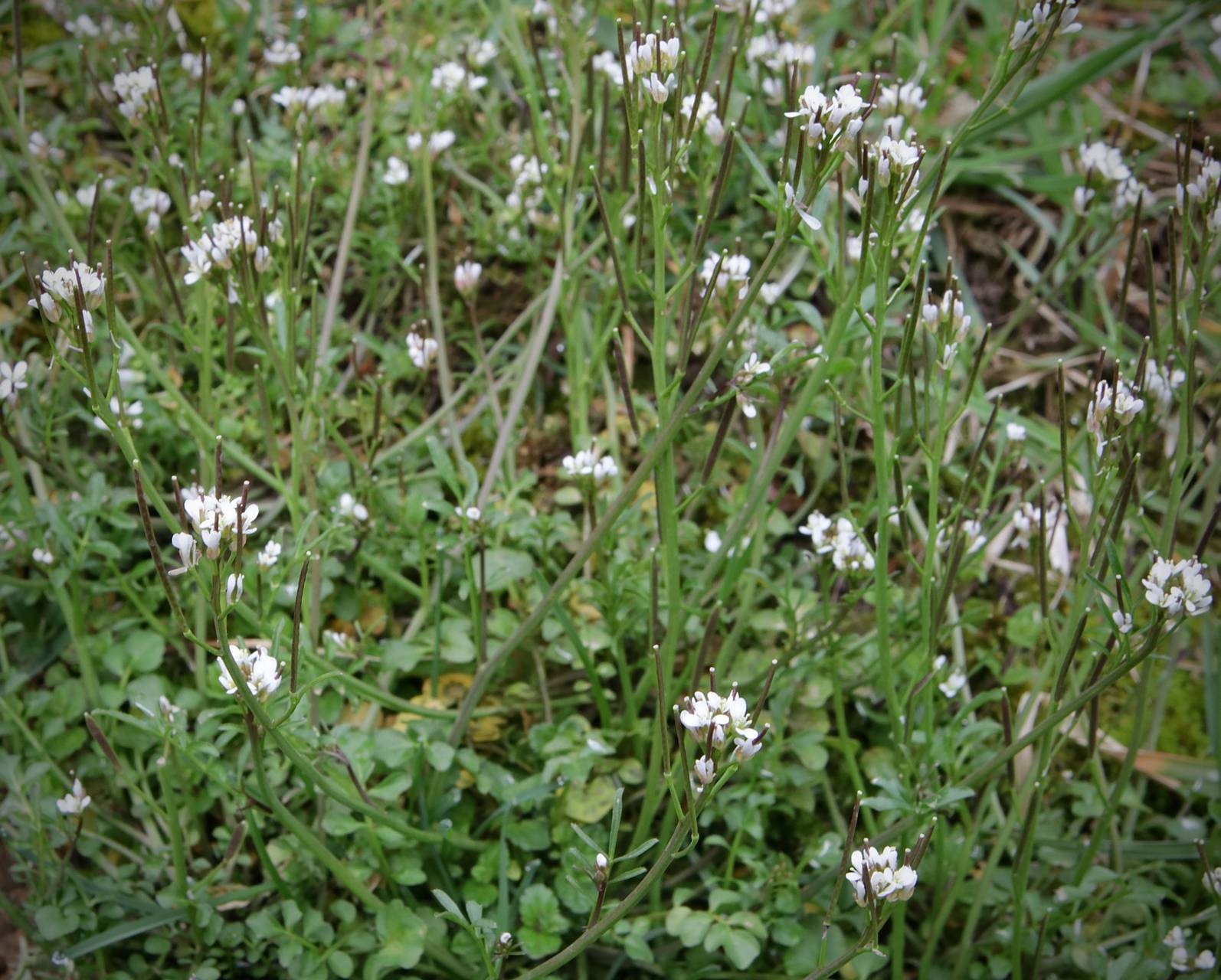 Photo of Hairy Bittercress