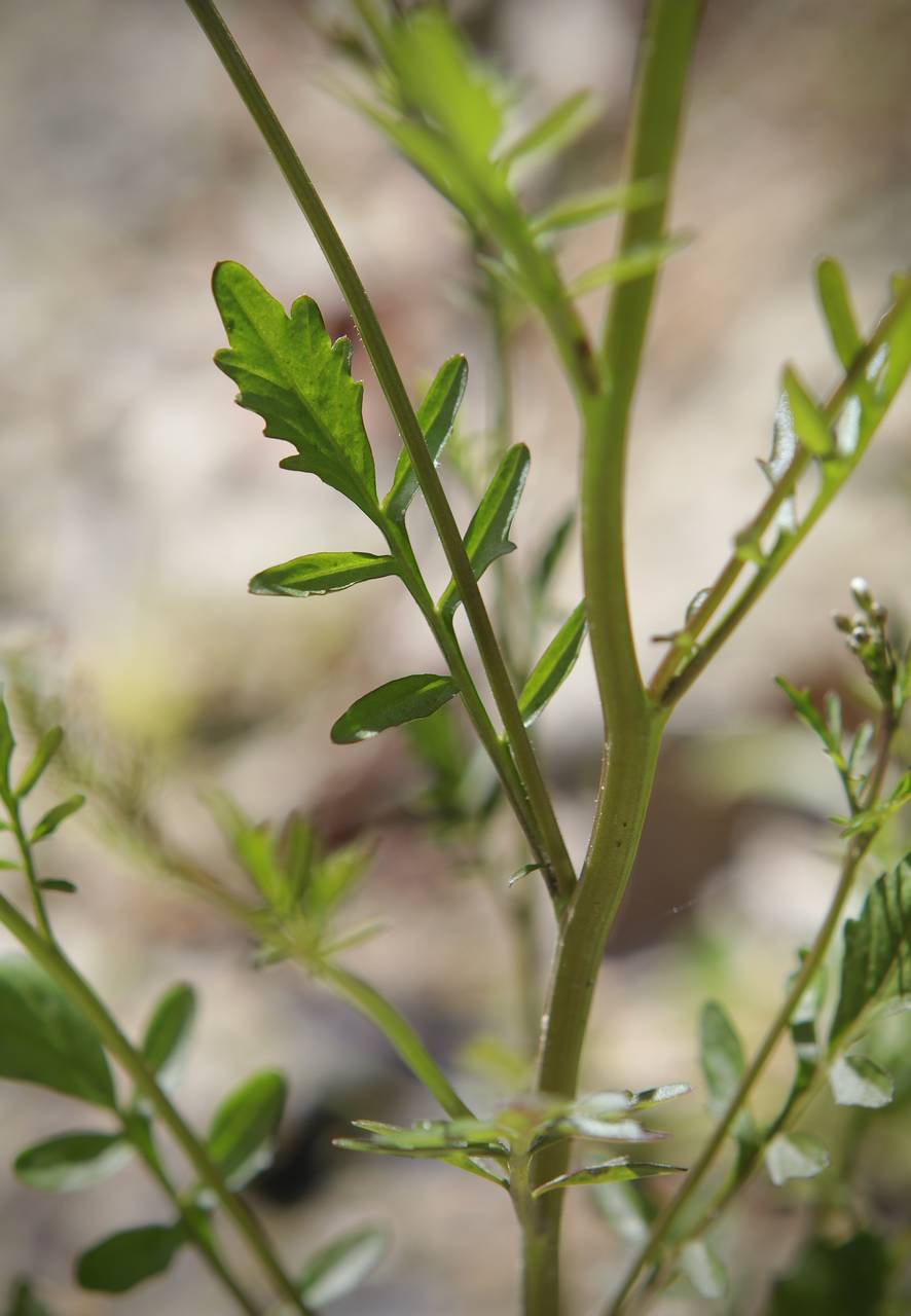 Photo of Hairy Bittercress