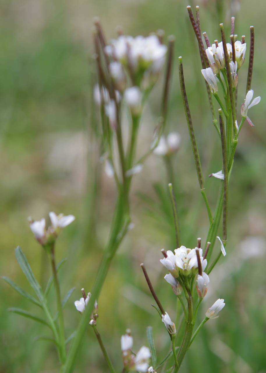 Photo of Hairy Bittercress