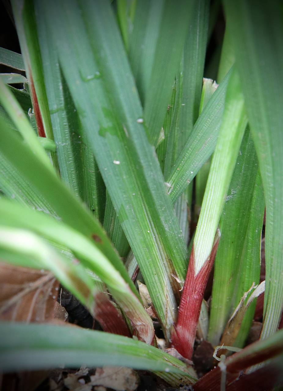 Photo of Carey's Sedge