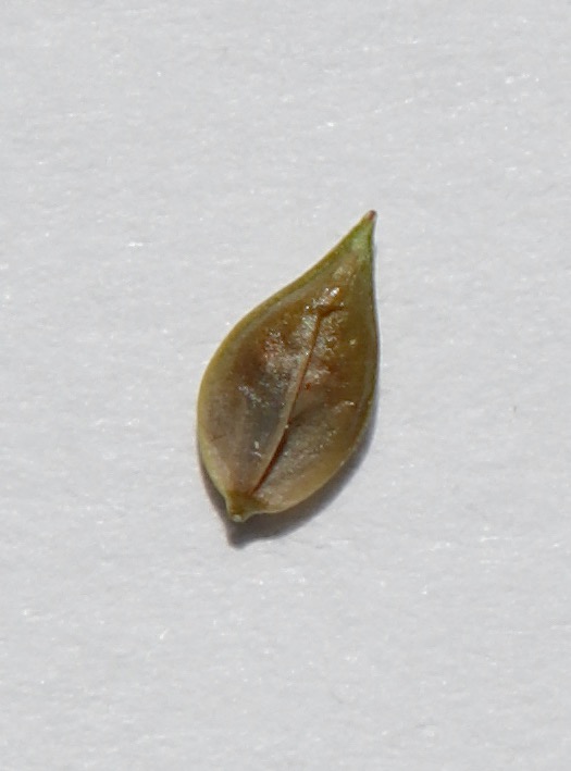 Photo of Nodding Sedge