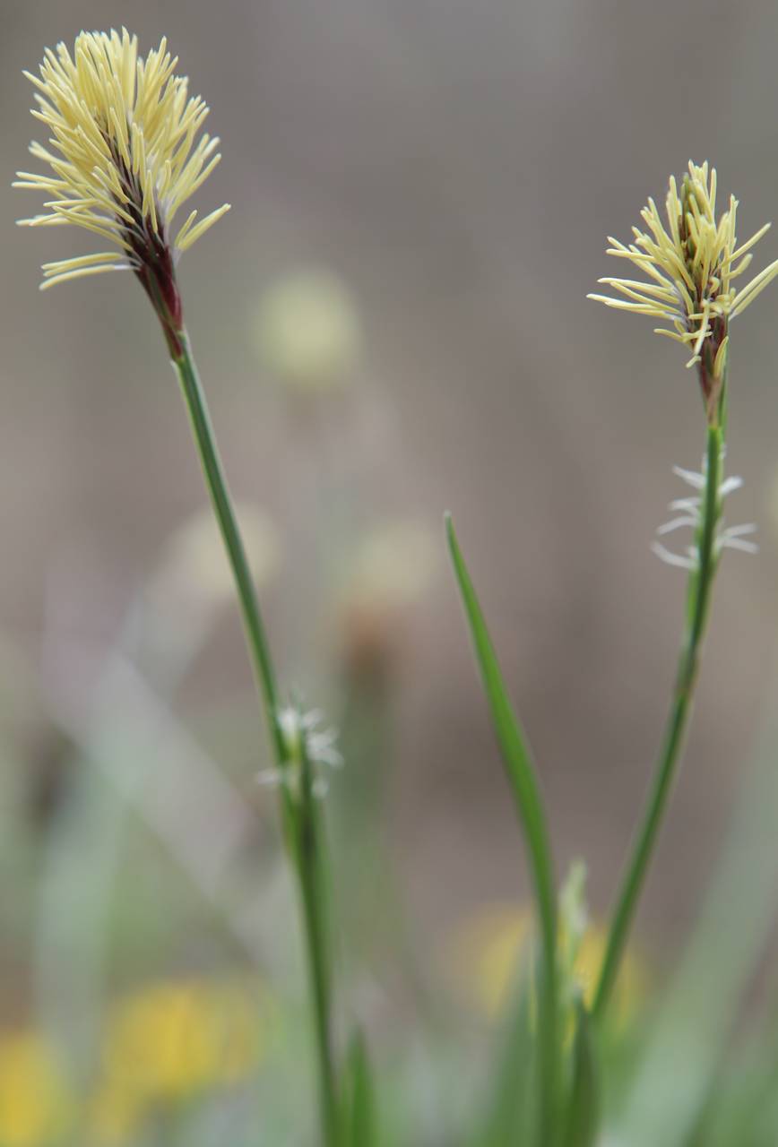 Photo of Pennsylvania Sedge