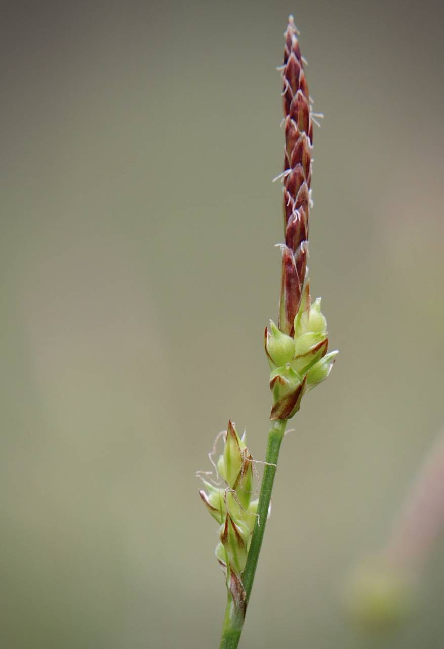 Photo of Pennsylvania Sedge
