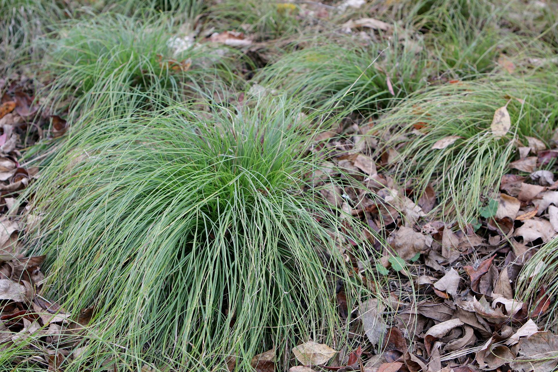 Photo of Eastern Star Sedge