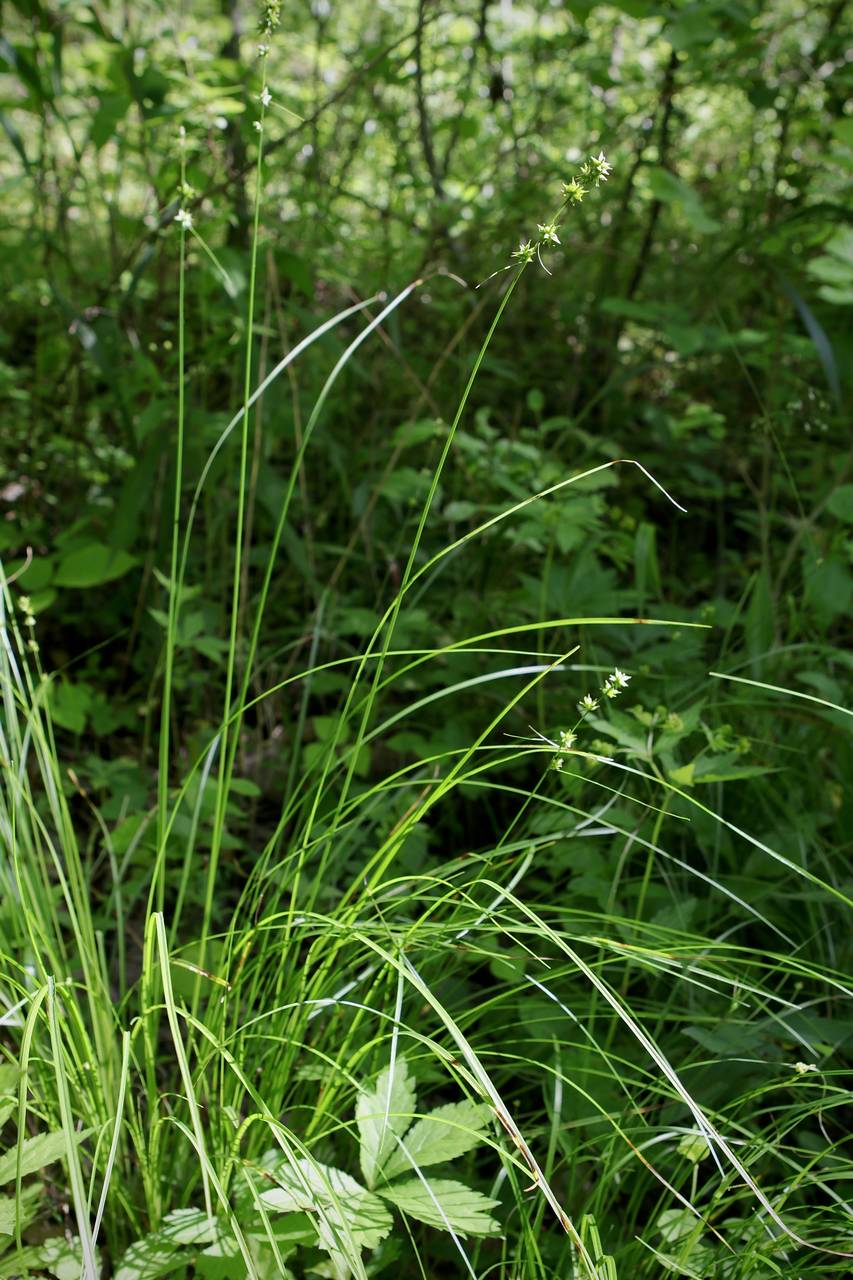 Photo of Rosy Sedge