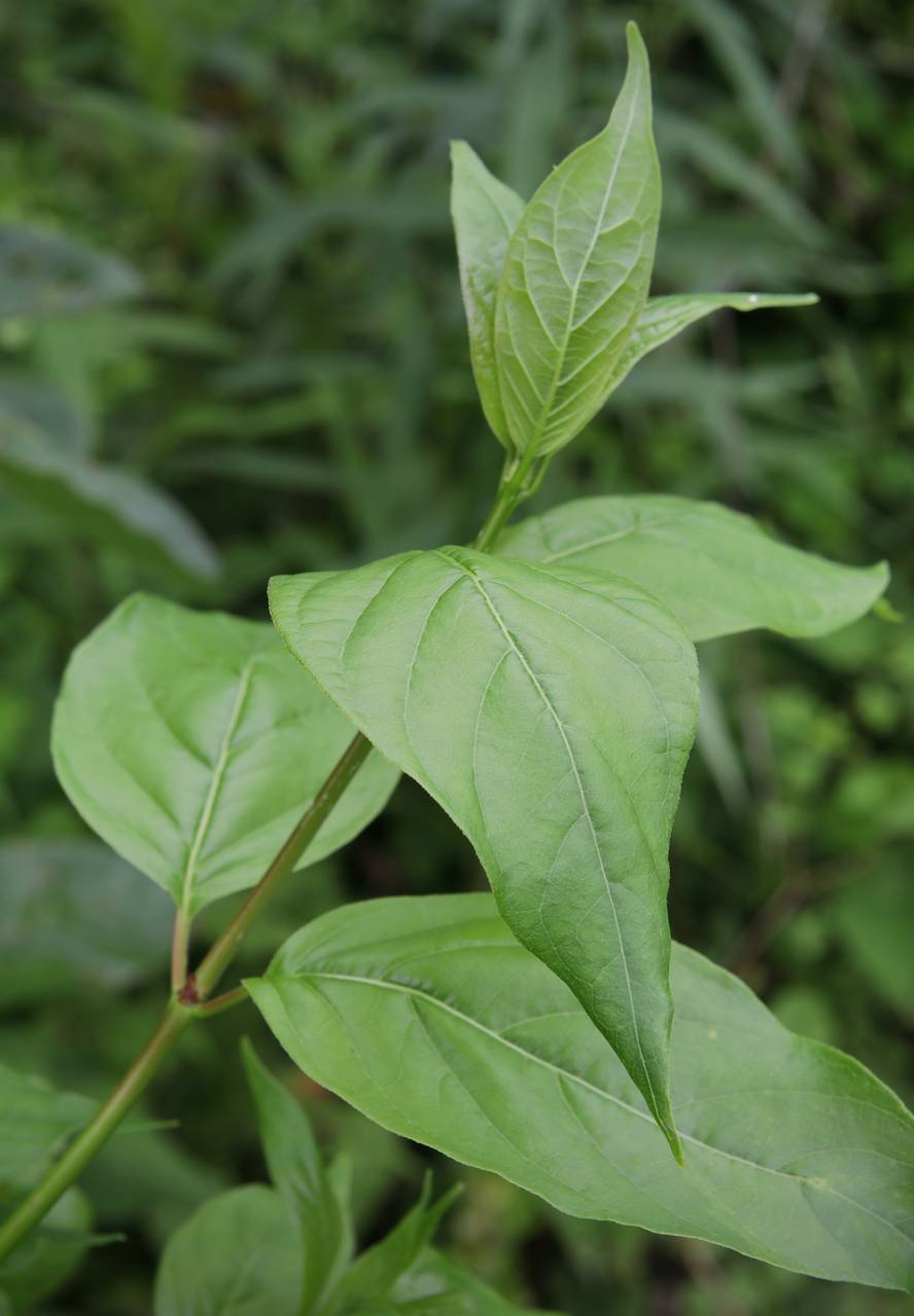 Photo of Buttonbush