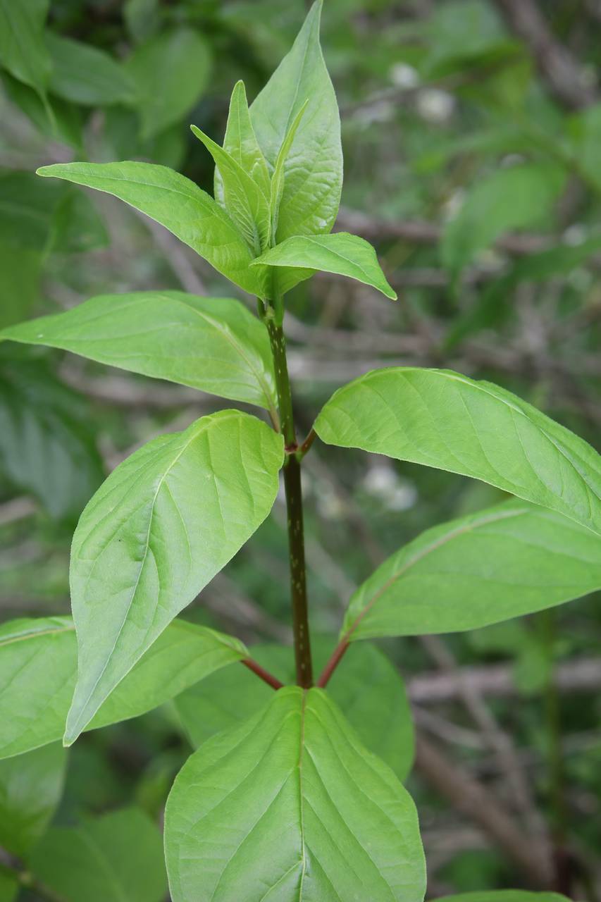 Photo of Buttonbush