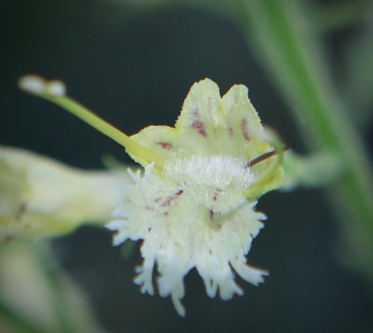 Photo of Horsebalm