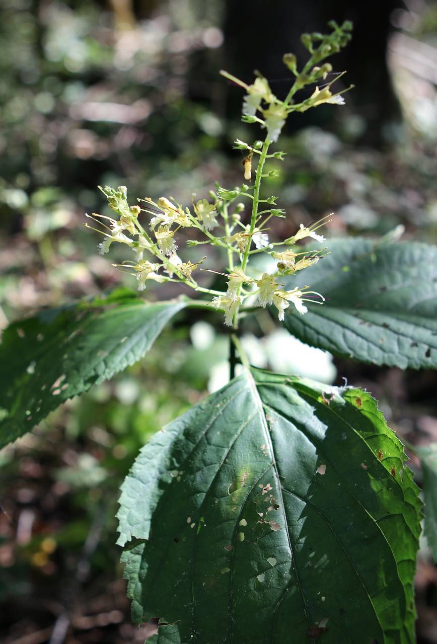 Photo of Horsebalm