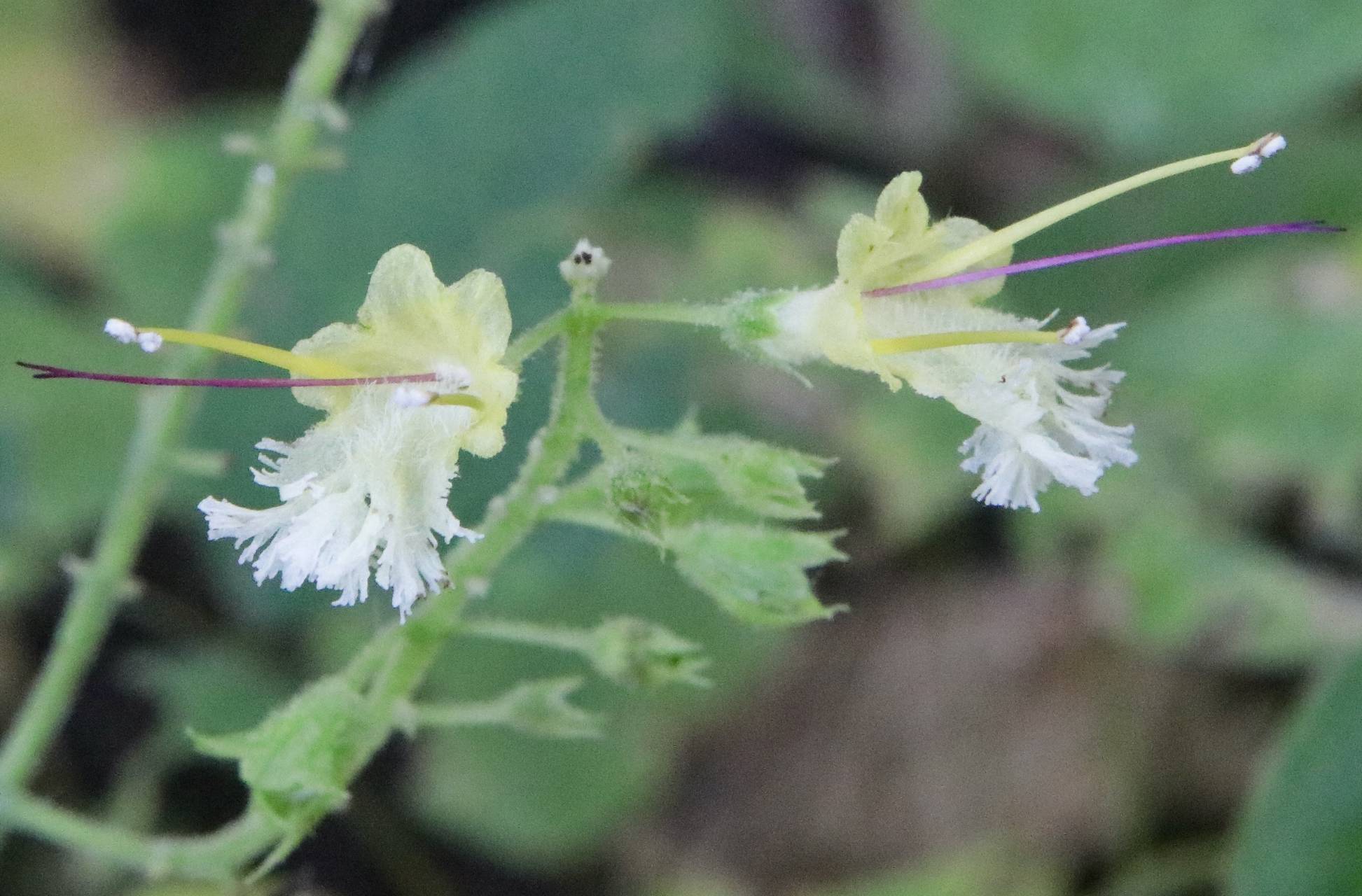 Photo of Horsebalm