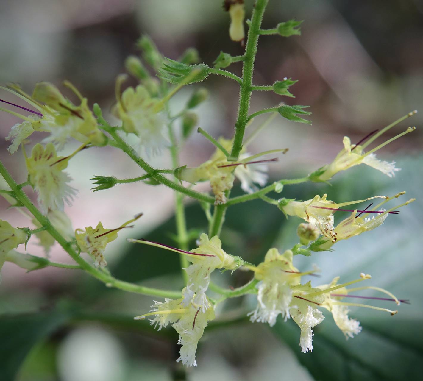 Photo of Horsebalm