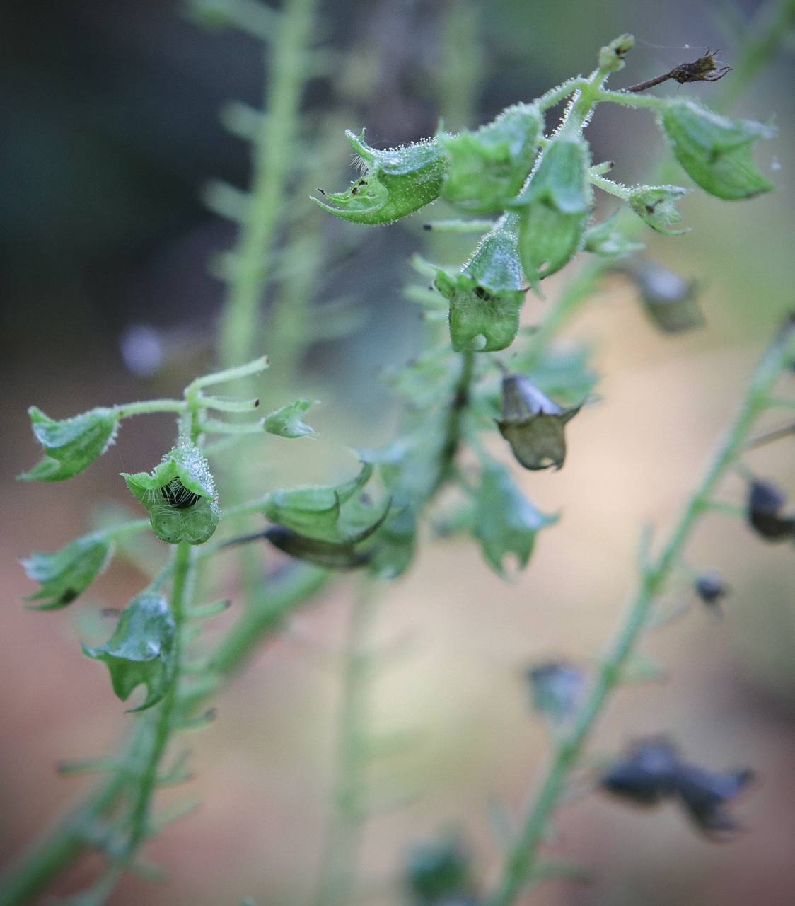 Photo of Horsebalm