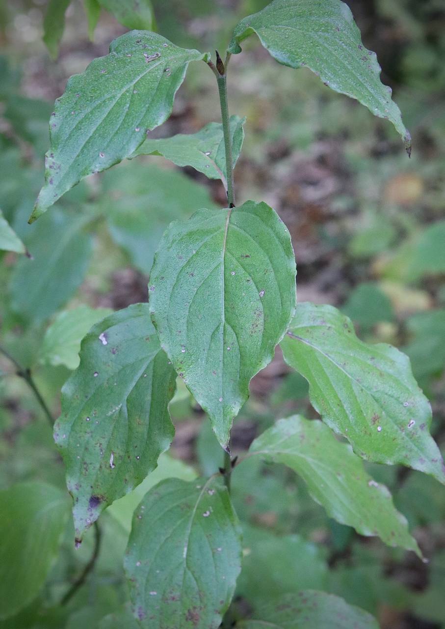 Photo of Cornelian Cherry