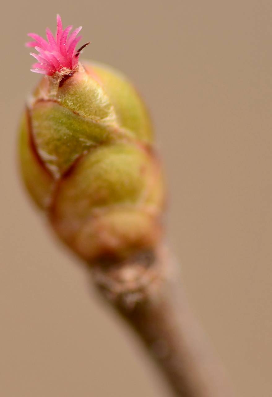 Photo of American Hazelnut