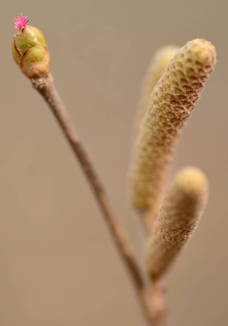 Photo of American Hazelnut